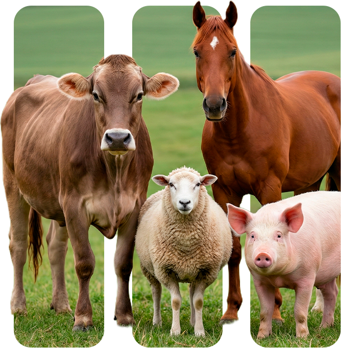 Telemedicina veterinaria para animais de producao no campo